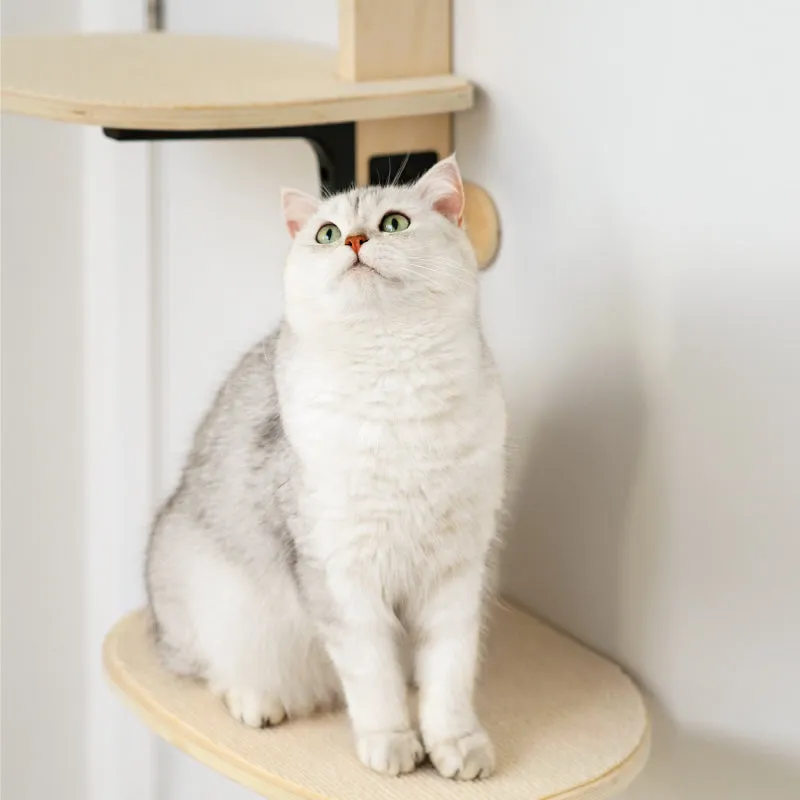 Hanging Cat Climbing Frame Behind The Door